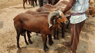 Miryalaguda sheep market bakri eid 22 spl