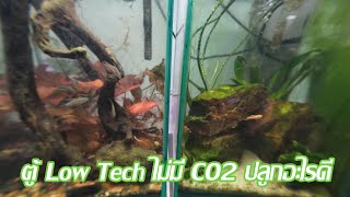 ตู้ Low Tech ไม่มี CO2 ปลูกอะไรดี ตู้งบไม่เกินพันของแท้! (จะเกินเพราะต้นไม้กับปลานี่แหละ)