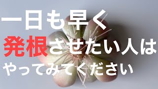 【秘密を公開！】カット苗を1日でも早く発根させる方法＃多肉＃多肉植物＃多肉の育て方