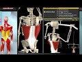 how the muscles work   3d anatomy u0026 diagrams