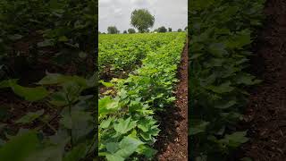 #cotton#khandesh#maharashtra#कापुस#trending#india#ahirani#viral#video#life#dhule#nature#love#video