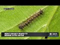 it s an ethnic slur insect society wants to rename gypsy moths