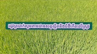 រដូវត្រជាក់សូមតាមដានសត្វល្អិតនិងជំងឺកើតលើដំណាំស្រូវ !!!