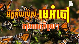 អត្ថន័យរបស់មេអំបៅតាមពណ៌នីមួយៗ 🦋🦋🦋