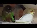 インコ、仲良くエアコンの下で！！