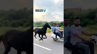 horse in Hyderabad . colt- #rolex