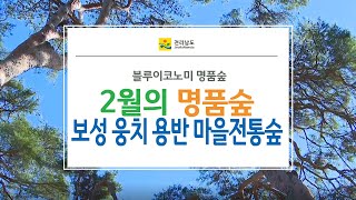 블루이코노미 명품숲 - 보성 웅치 용반 마을전통숲