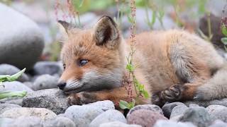 かわいすぎる！！　野生の子キツネin知床