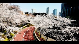 【4K散歩動画】Walk around Ropponngi 　東京ミッドタウン　桜花見散歩　YI4＋で撮影４K60p