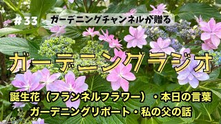 【ガーデニングラジオ】#33 誕生花（フランネルフラワー）・ガーデニングリポート・父の話・本日の一言・・・　ガーデンの花々を眺めながら心地よいお時間を。#ガーデニング #ラジオ #gardening