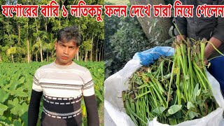 ফলনে সেরা যশোরের লতিরাজ বারি ১ | কচু চাষ পদ্ধতি | লতিকচু চাষ | কচু চাষ