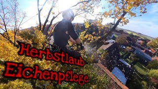 Baumpflege einer großen Eiche im Herbst mit Insta360 one X