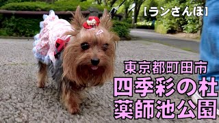 【薬師池公園】久しぶりの薬師池公園散歩です(^^)季節の変わり目で咲いている花は多くありませんでした(泣)