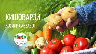 ҲОСИЛИ САБЗАВОТ | УРОЖАЙ ОВОЩЕЙ