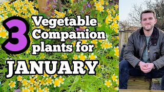 Beautiful Companion Plants you NEED to start now to improve your ORGANIC harvests!