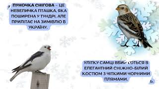 «Птахи взимку» – відеопрезентація