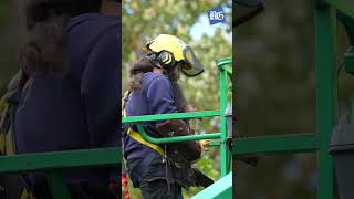 Watch as a bald eagle nestling is returned home after a fall in Eugene