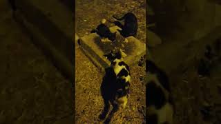 Rescatando gatita abandonada con sus tres bebés ! 🐈🐈🐈🐈