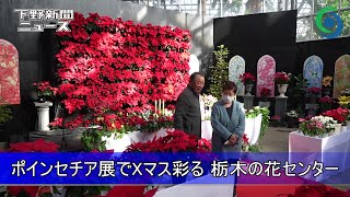 ポインセチア展でXマス彩る とちぎ花センター　栃木