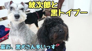 紋次郎と黒トイプー 【ひみつきちなう！②】2018年12月13日