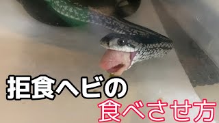 【拒食ヘビ】どんなに食べないヘビでも食べるやり方を見つけました