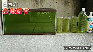 《日陰の金魚飼育》【ハイポネックスで青水を作ります】【青水】