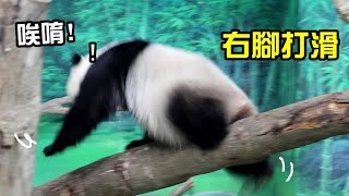 圓仔右腳打滑,啟動安全氣囊|Giant Panda Yuan Zai ,圆仔,貓熊,大貓熊,大熊貓