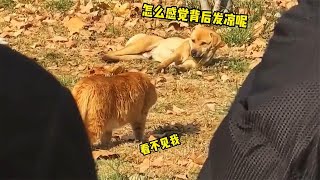 【笑亿天】狗：你想吃了？猫：我就溜达！