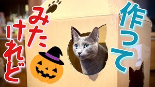 ロシアンブルー|ハロウィンは段ボールでトイレカバーを[Russian Blue]