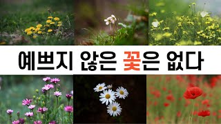 [시] 흔들리며피는꽃-도종환/ 풀꽃-나태주 /꽃-윤보영