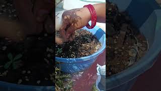 growing capsicum 🫑 by seeds in our kitchen garden 🏡 💐 #flower #gardeningvideos