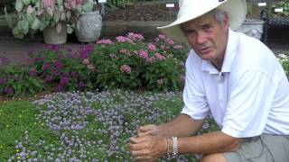 Dr. A on Danziger Plants