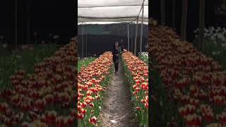 টিউলিপের রাজ্যে। tulip flowers