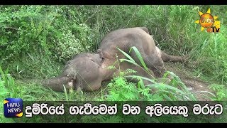 තවත් වන අලියෙකු  දුම්රියට බිලි - Hiru News