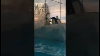 鏡に映った自分がどうしても気になるペンギン🐧