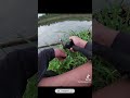 wtf..... shorts fishing 路亚 carpfishing 路亚钓鱼 fishingvideo 路亚野钓 钓鱼 haruan 生鱼