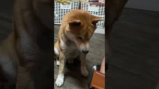 今天是阿虎表演握手跟趴下的影片！！😁#柴犬阿虎 #柴犬 #柴柴