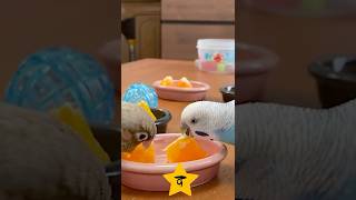 超すっぱいミカンを食べたインコの反応とその後の食べ比べ　#shorts