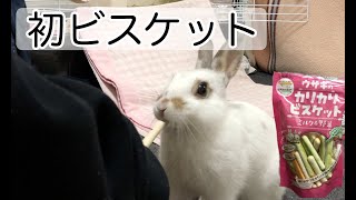 【ウサギ】新しいおやつをあげたら大喜び！ #うさぎ #bunny 【成長日記#11】