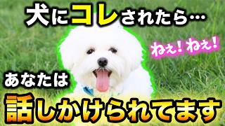 【9割の人が無視…】犬が飼い主に話しかける時に見せる仕草8選