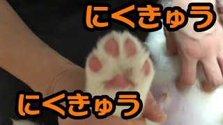 【セントバーナード】ハルクの肉球可愛い〜