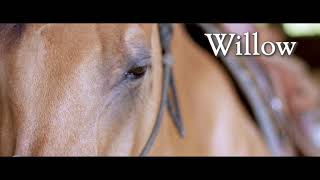 Western Dressage with Stacy Westfall