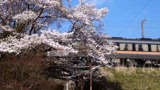 46 JR 高山本線 禅昌寺⇒飛騨萩原：桜の架道橋に「ひだ」