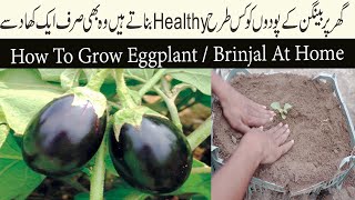 How To Grow And Transplants Egg Plant / Brinjal At Home Complete Information. {Urdu/Hindi}