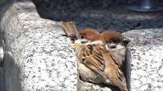 可愛いい! 身体を寄せ合うすずめ兄弟～2　Eurasian Tree Sparrow