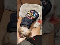 shihtzu ここを掘れば…お年玉が出てくると予想した赤髪らむね 可愛い シーズー かわいい pets cute