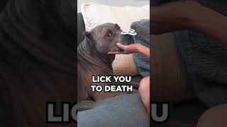 Are Pitbulls Really Dangerous