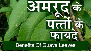 अमरुद के पत्तों के फायदे | Benefits of Guava Leaves for Weight Loss & Liver in Hindi अमरुद के पत्तों के फायदे | Benefits of Guava Leaves for Weight Loss & Liver in Hindi