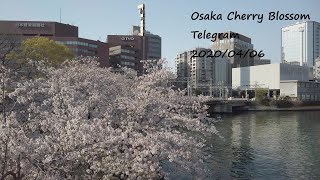 大阪桜通信2020/04/06 Osaka Cherry Blossom Telegram