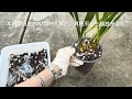 march 22 2024大花蕙兰 绿宝石的种植growing a cymbidium orchid